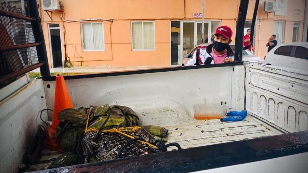 Meksika’nın turistik kenti Acapulco’da 2.5 metrelik timsah paniğe neden oldu