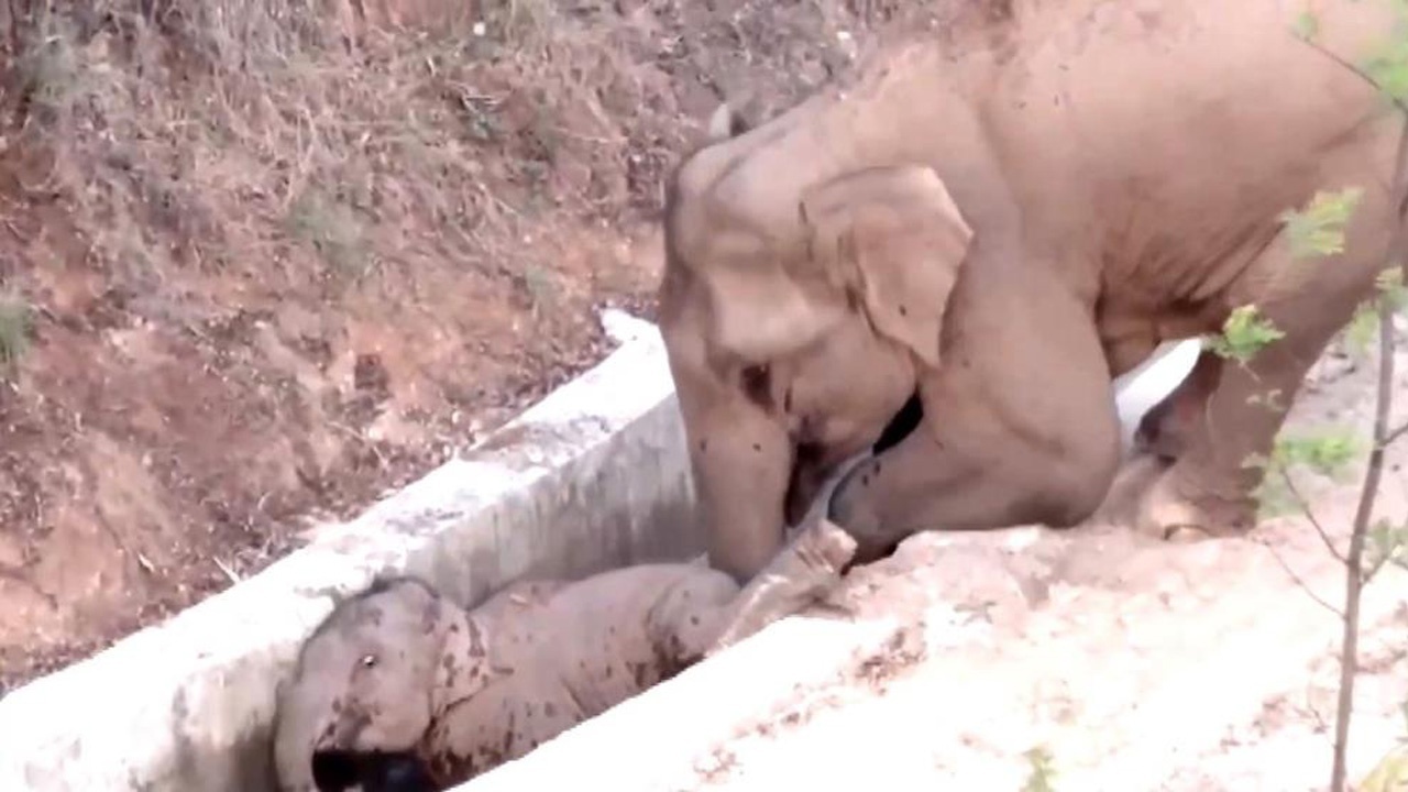 Su kanalına düşen yavru fili bir başka fil kurtardı
