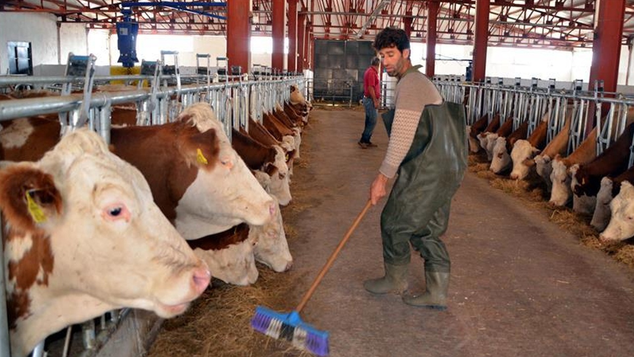 Uzmanı açıkladı! İşte kurbanlık alırken dikkat edilmesi gerekenler