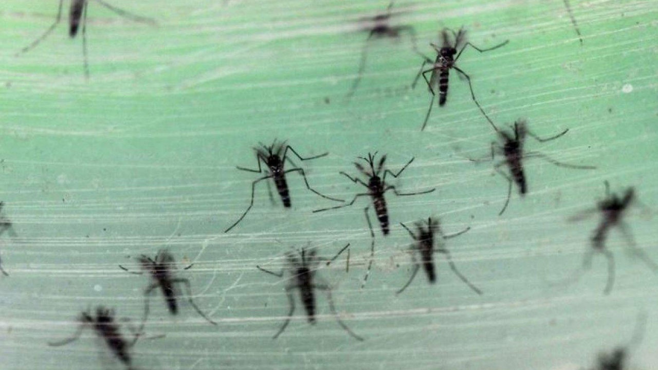 Asya Kaplan Sivrisineği&#039;ndeki asıl tehlike Karadeniz