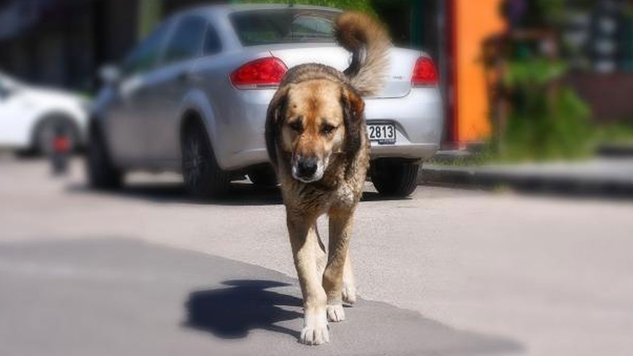 Danıştay’dan sokak köpekleri kararı
