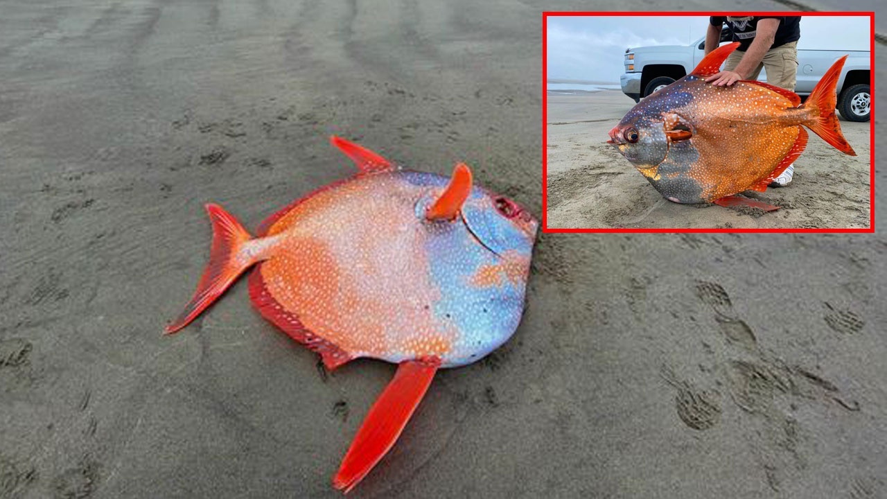 Dev Opah balığı sahile vurdu bilim insanları bile şaşırdı