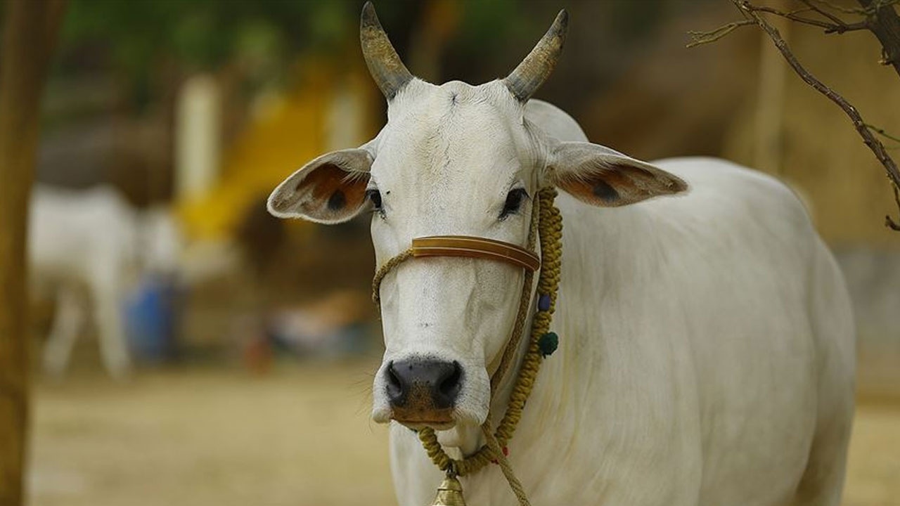 Hindistan&#039;da Kurban Bayramı&#039;nda inek kesmek yasaklandı