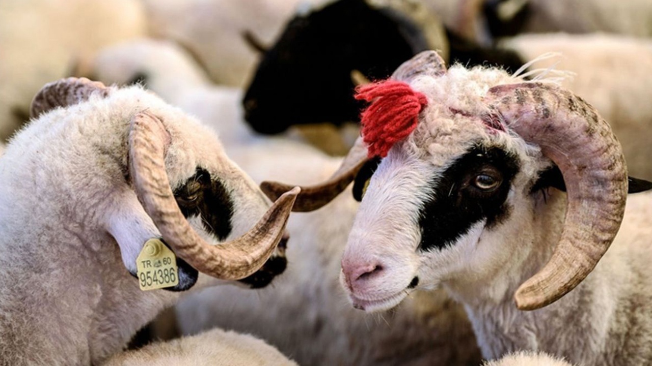 Kurbanlık hayvan tartı ile alınır mı? Kurban alırken dikkat edilmesi gerekenler