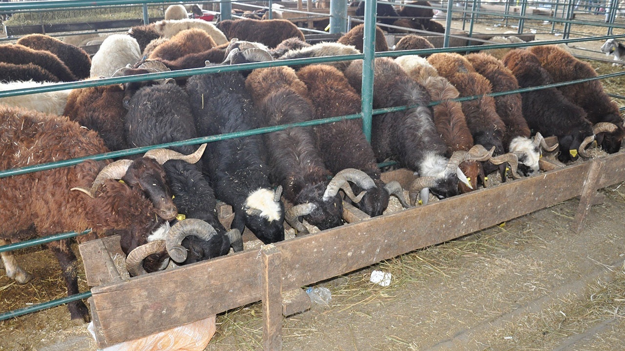 Kurbanlıklar elde kaldı, fiyatlar düştü