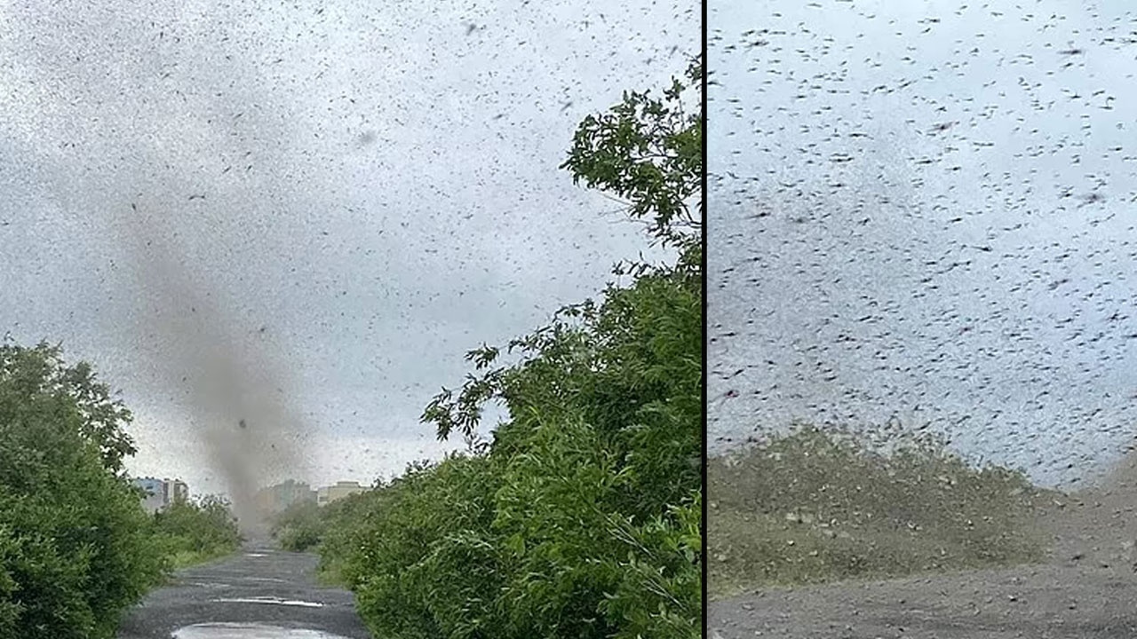 Rusya&#039;da sivrisinek kasırgası! Güneşi bile engelliyor