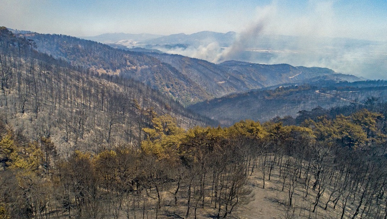 Türkiye yanan ormanların yeşermesi için tek yürek oldu