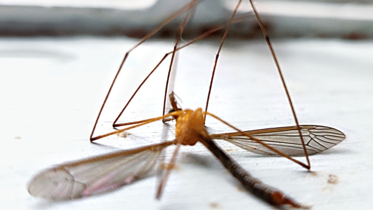 Yazın çilesi: Sivrisinek! Sivrisinekten korunmanın yolları nelerdir?