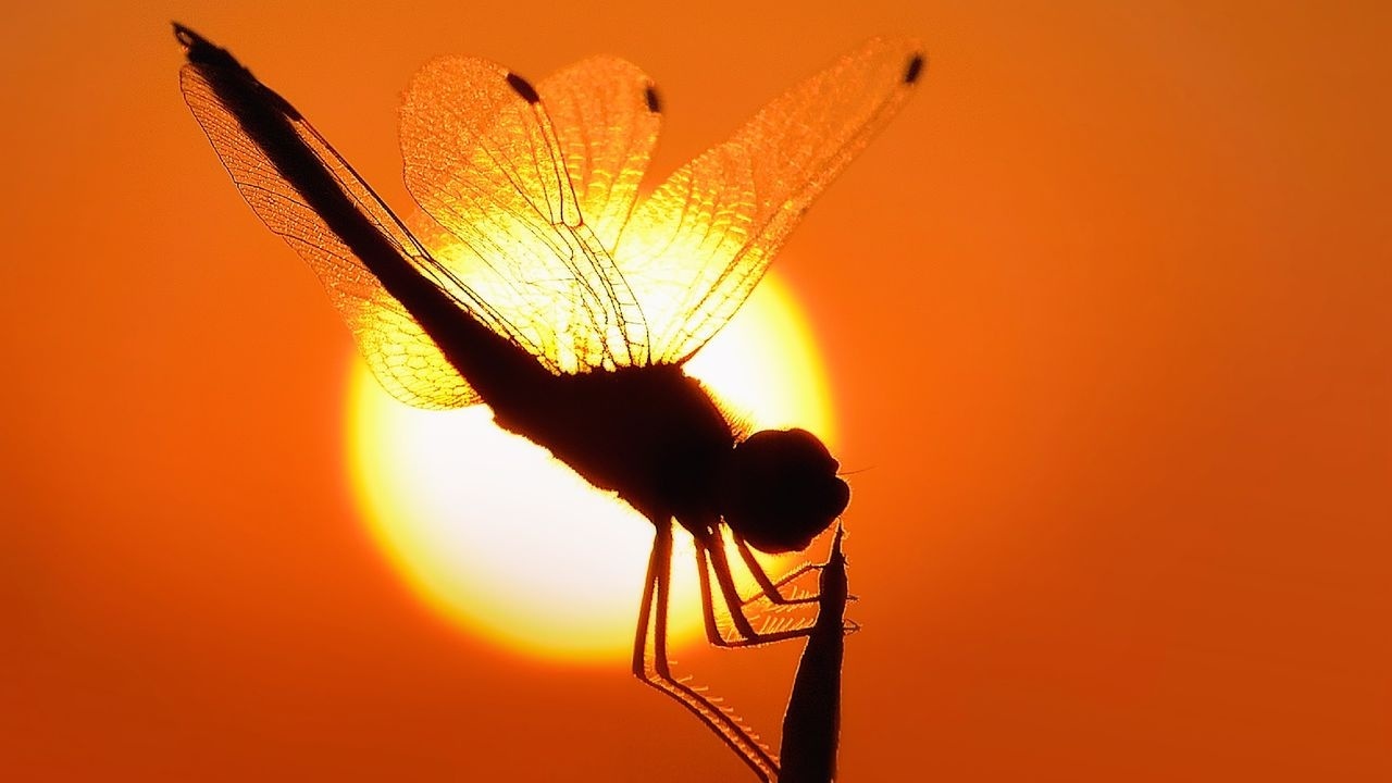 Asya Kaplan ısırığı belirtileri neler? Zehirli sivrisinekten nasıl korunur?