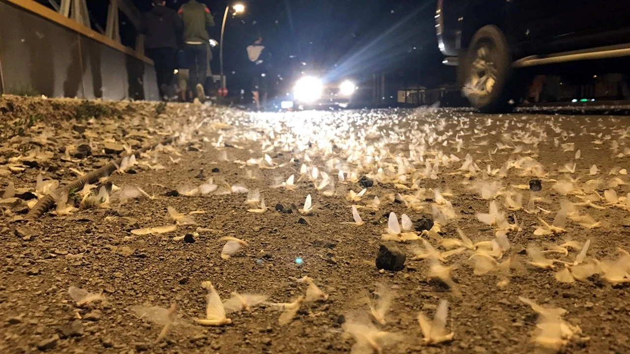 'Bir günlükler'in ölüm dansı başladı