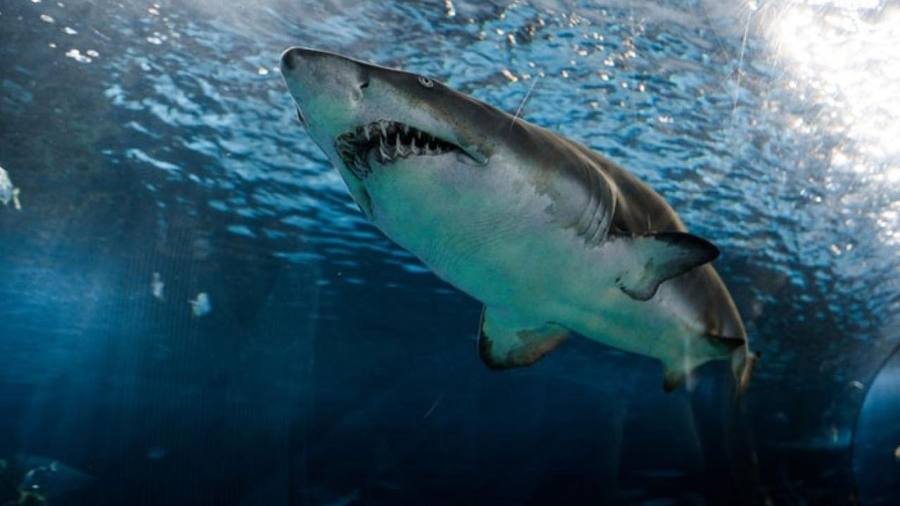 12 yaşındaki çocuk köpekbalığı saldırısından ucuz kurtuldu!