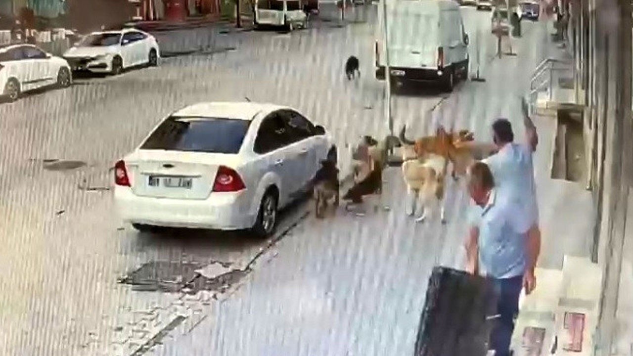 Başıboş sokak köpekleri korku saçıyor
