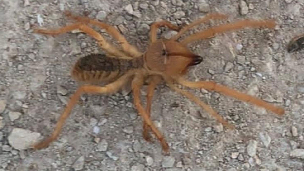 Dev örümcek paniği: Saldırgandır ve kuvvetli ısırır