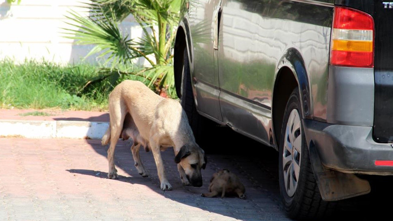 İnsanlıktan utandıran olay: 5 yavru köpeği döverek ve yakarak öldürmüşler