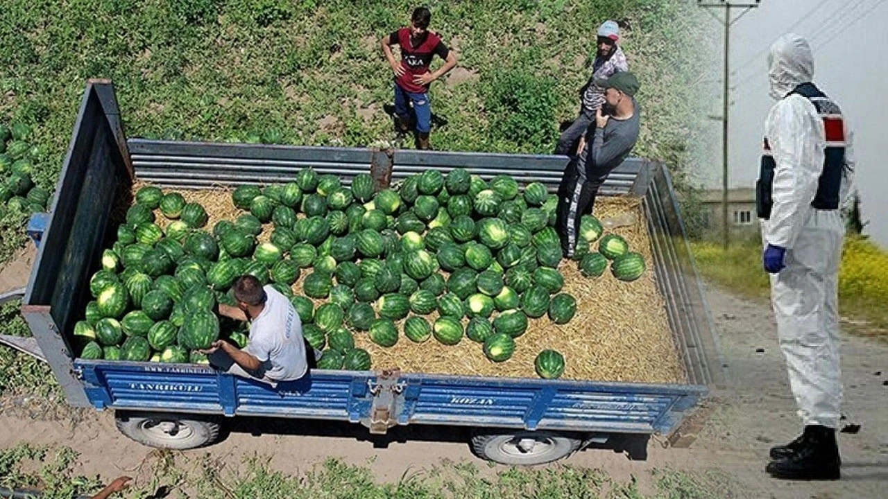 Karantinada olması gereken şahıs karpuz halinde gezerken yakalandı