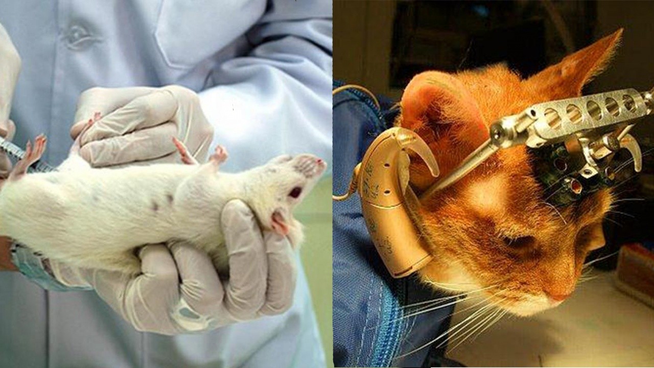 Meksika&#039;da hayvanlar üzerindeki kozmetik deneylerine yasak