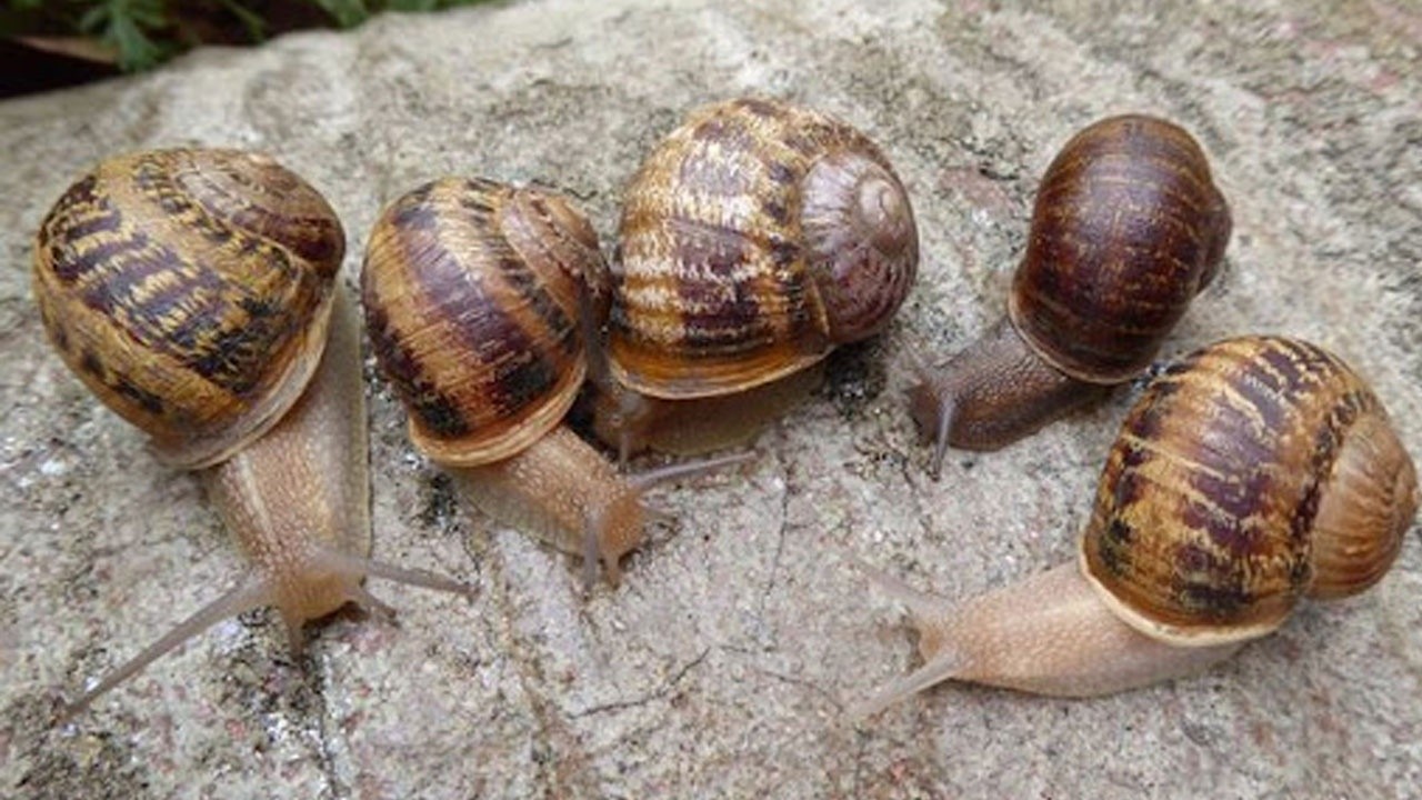 Salyangozların üzerine tuz döken doktora öğrencisi tutuklandı