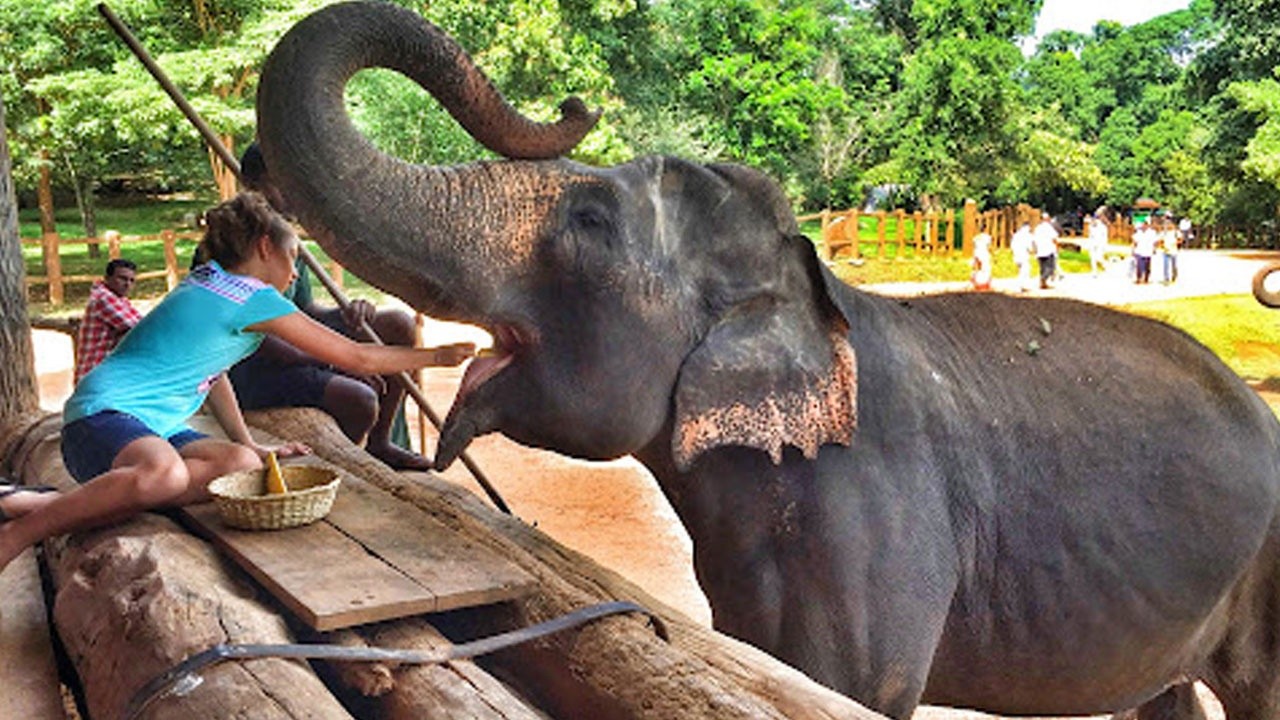 Sri Lanka'da yeni evcil hayvan yasası: 'Alkollü fil kullanma' yasağı