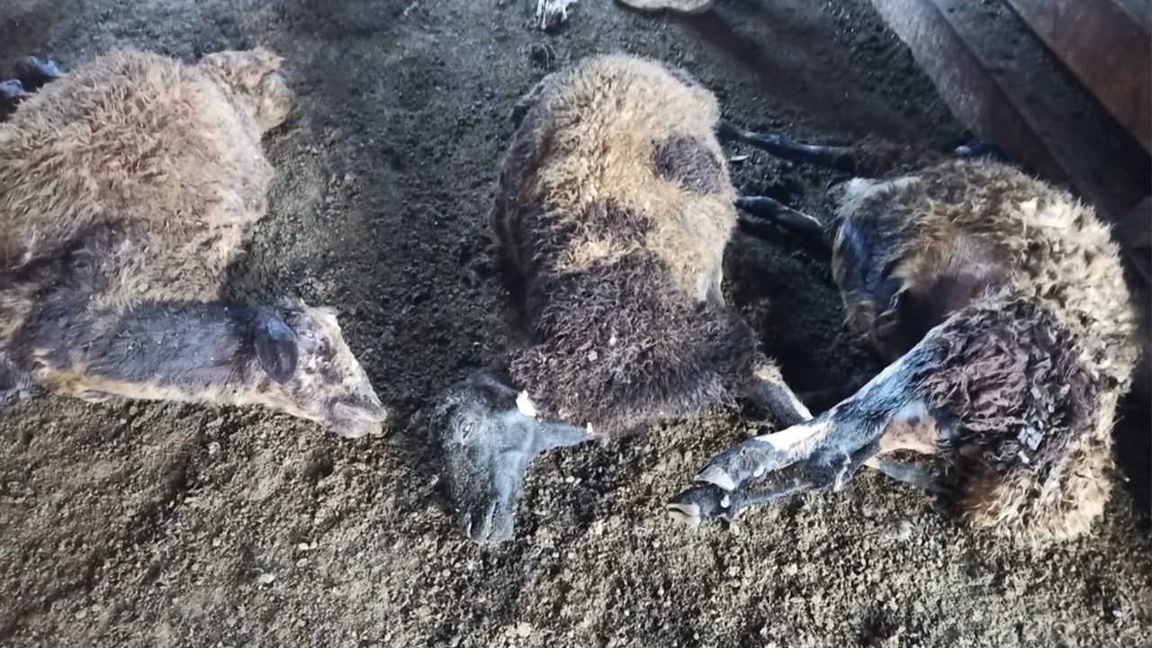 Tek geçim kaynağına kurt dadandı: 40 koyununu kanlar içinde buldu