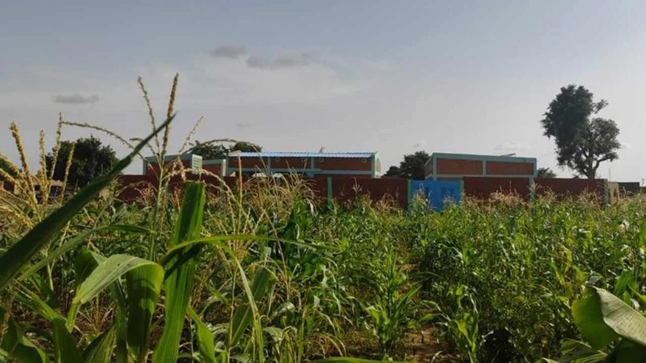 Afrika'da dikilen fidanlar ağaç oldu