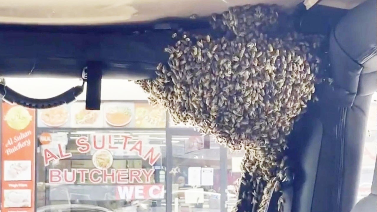 Bakkala gittiği esnada yüzlerce arı arabasını istila etti