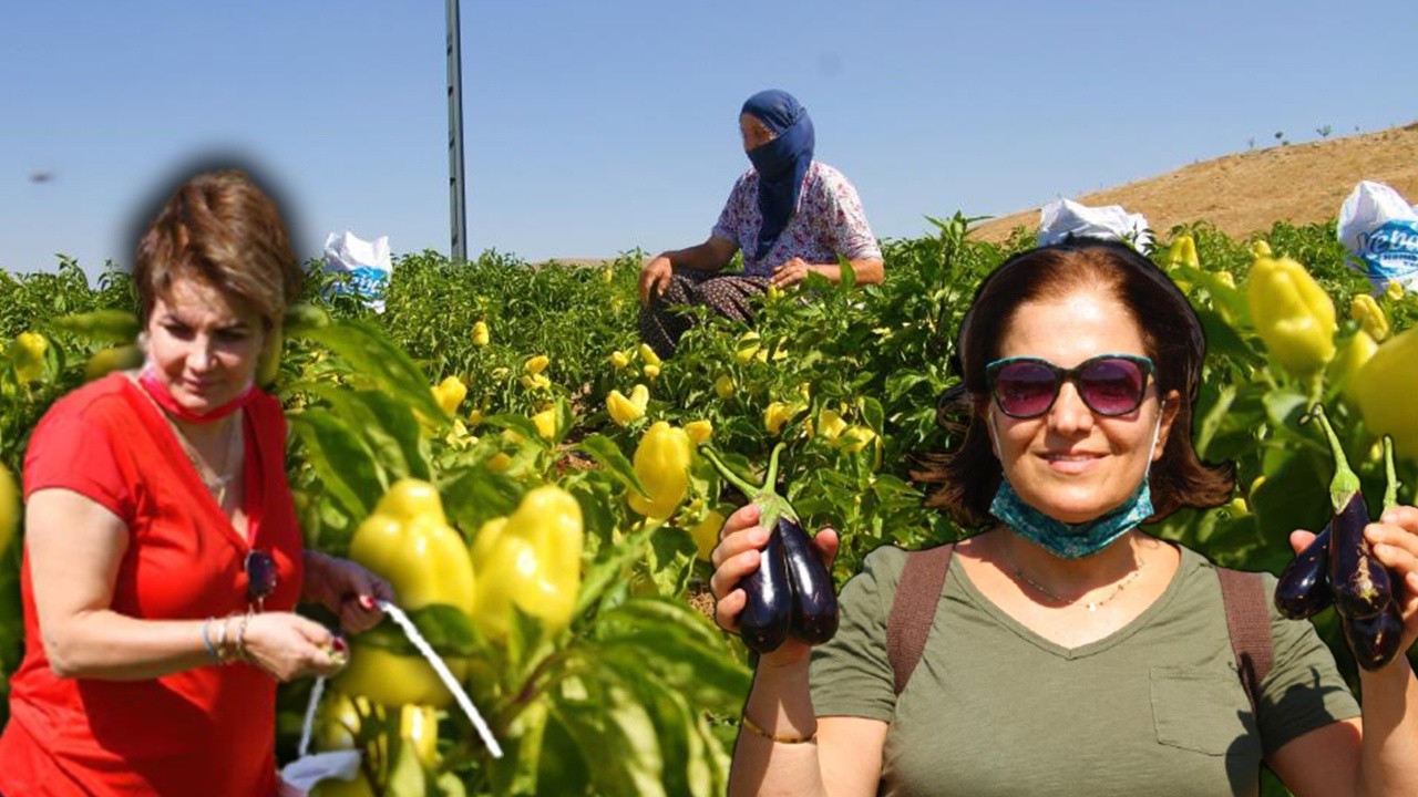 Fahiş fiyatlara kızdı, tarlasını halka açtı: Kendi sebzeni kendin topla