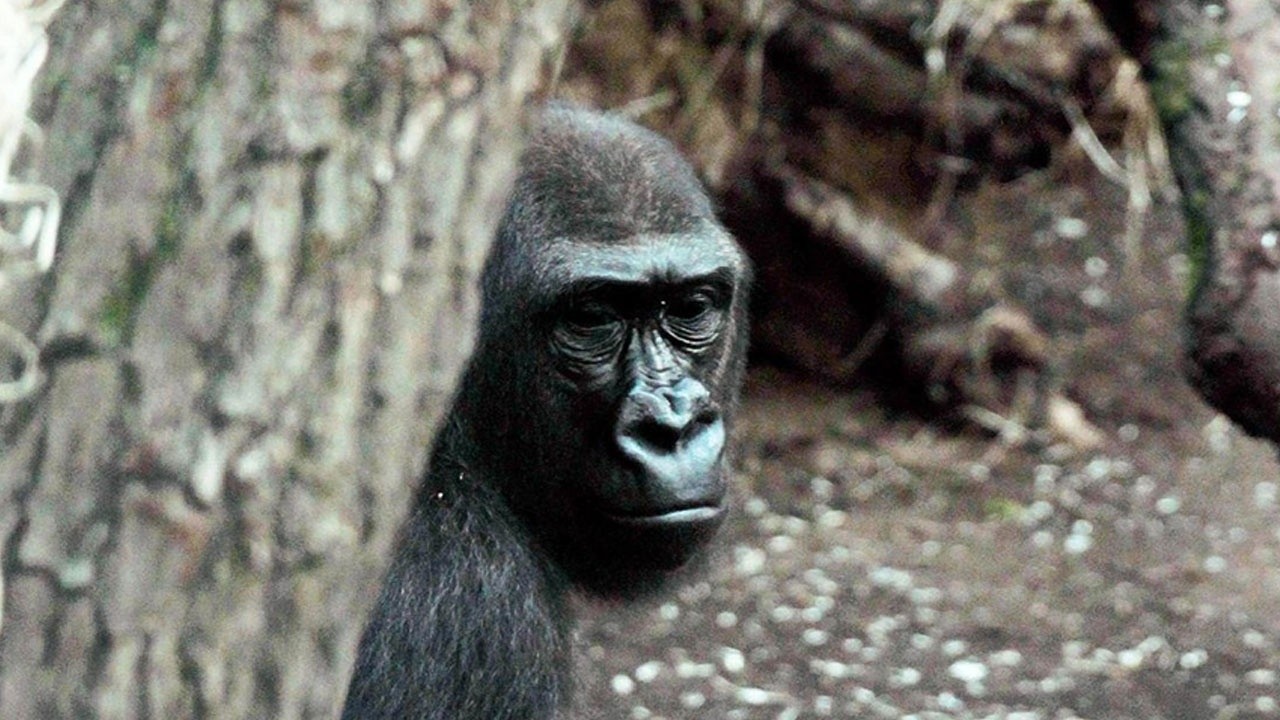 Hayvanat bahçesindeki goriller Kovid-19&#039;a yakalandı
