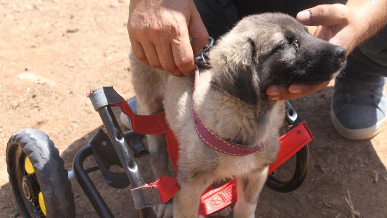 İnsanlık ölmemiş: Patileri ezilen köpeği yürüteç ile ayağa kaldırdı