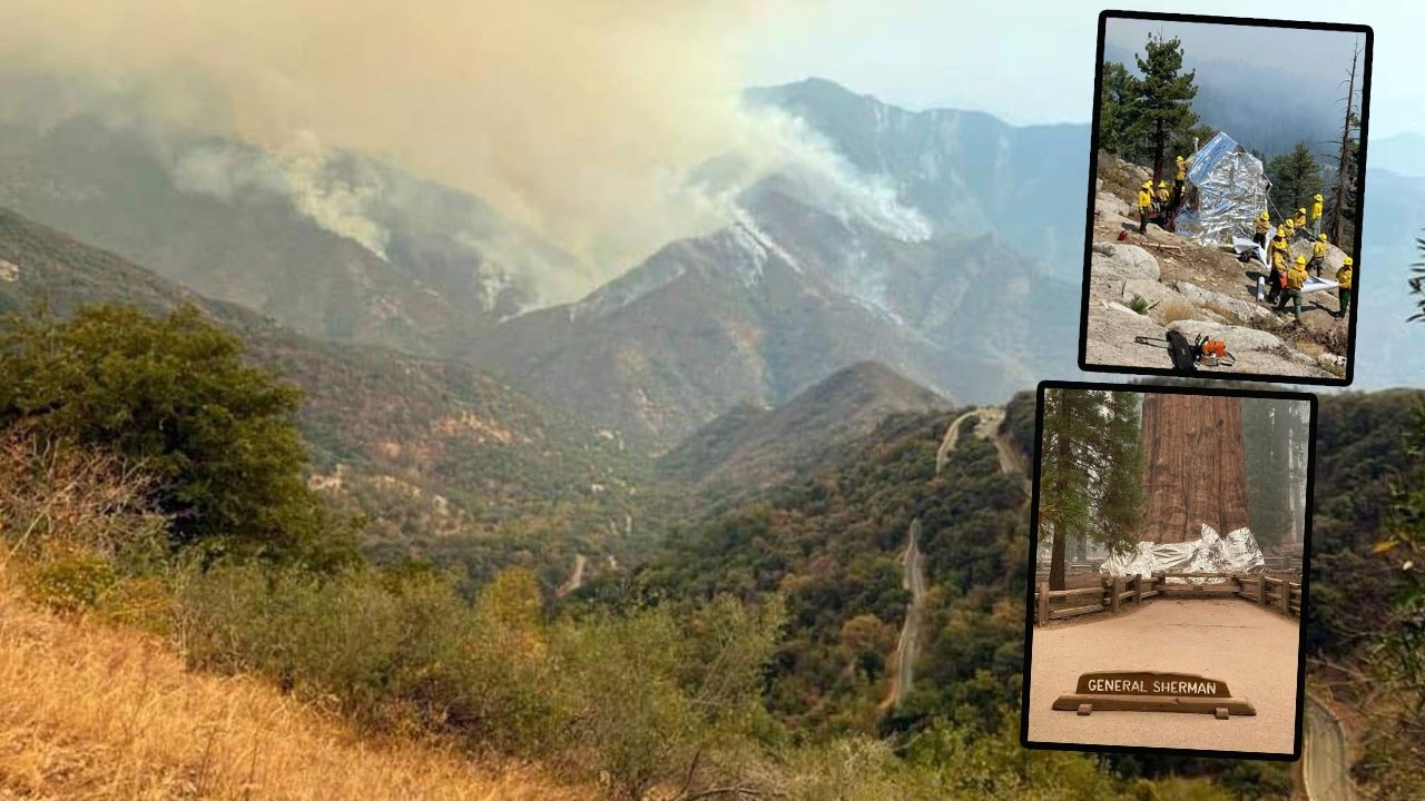Kaliforniya&#039;daki yangın felaketinde ağaçlar alüminyum folyo ile sarıldı