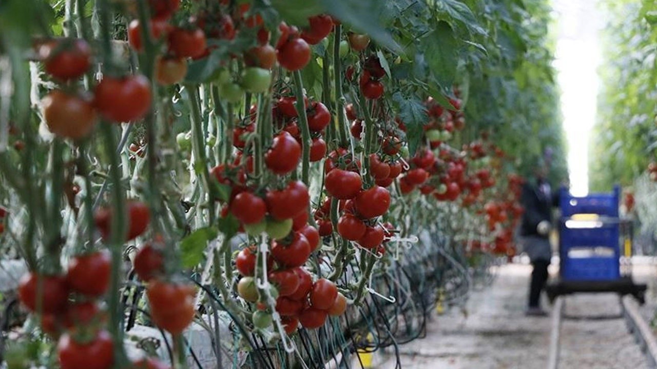 Rusya artık domates krizi çıkaramayacak