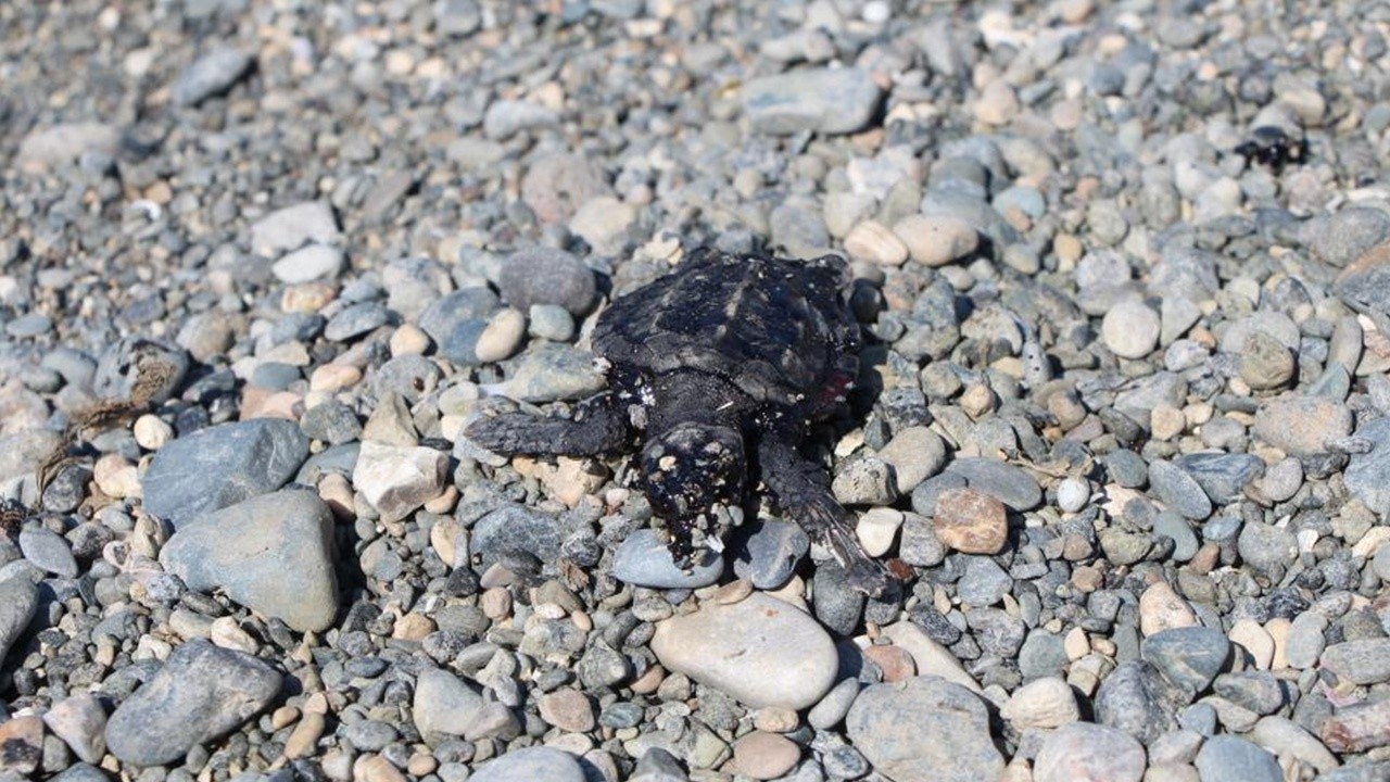 Samandağ&#039;da ölü yavru deniz kaplumbağaları yürekleri sızlattı