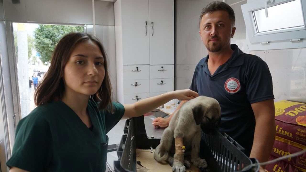 Selde ailesini kaybeden yavru köpek, iştahtan kesildi