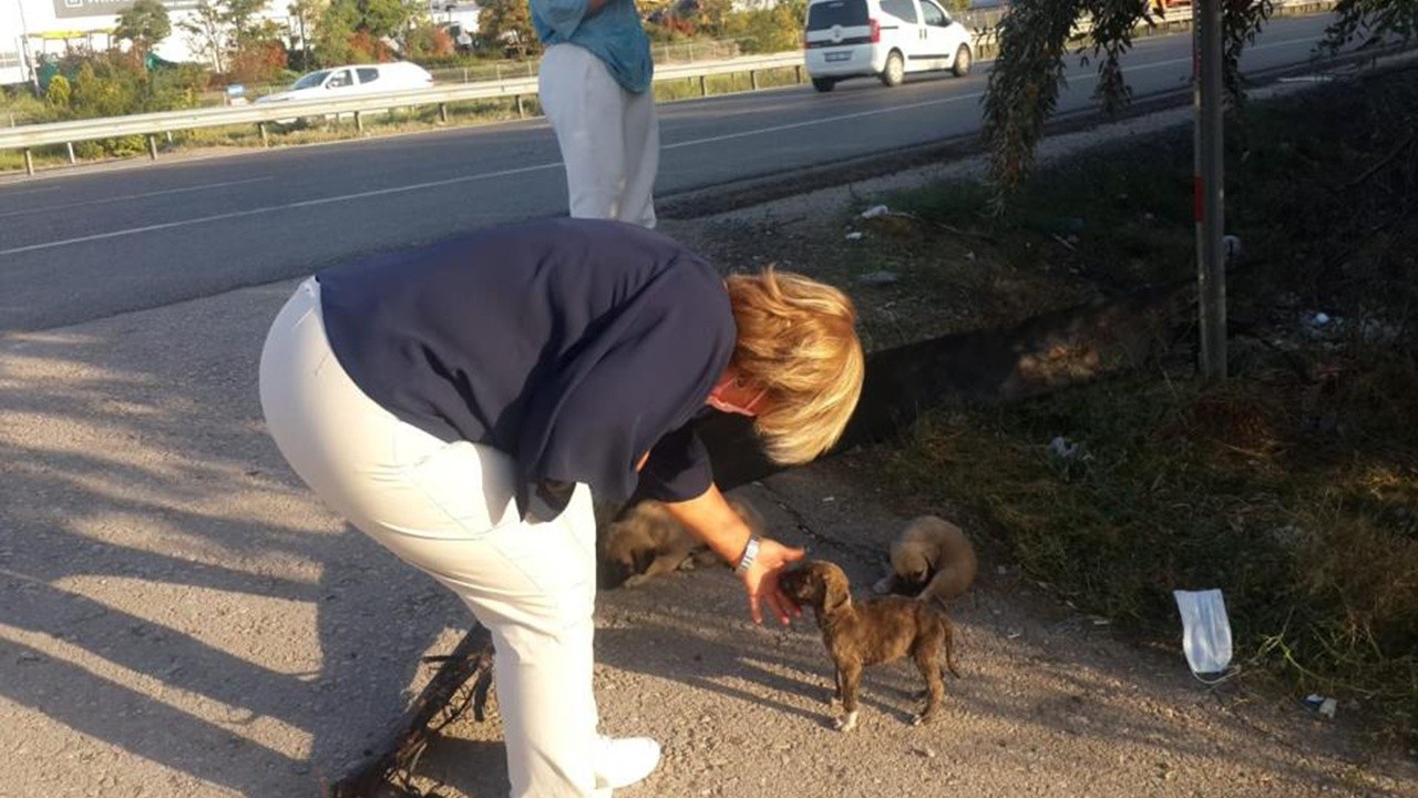 Yol kenarına bırakılan 50 yavru köpekten 20&#039;si araçların altında telef oldu