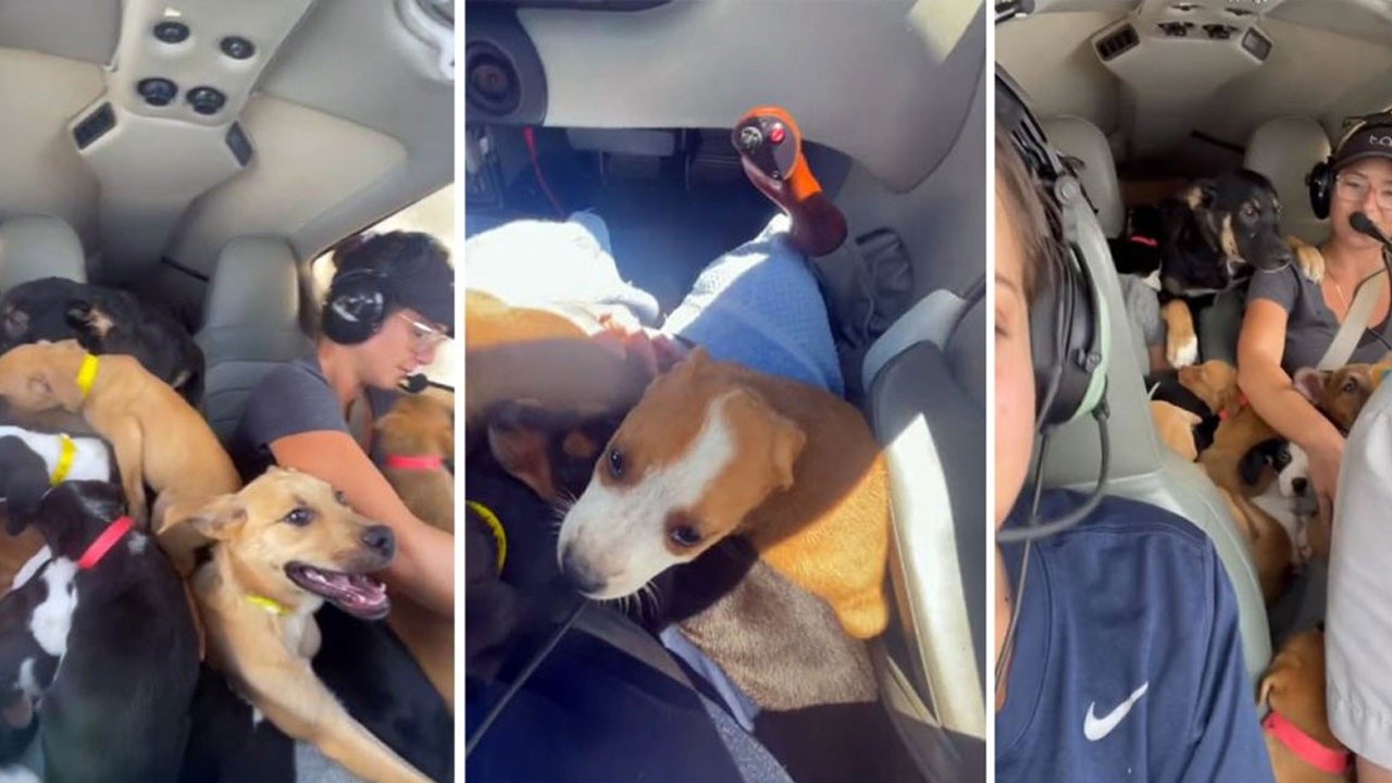 ABD’de uçakla köpekleri kurtardılar