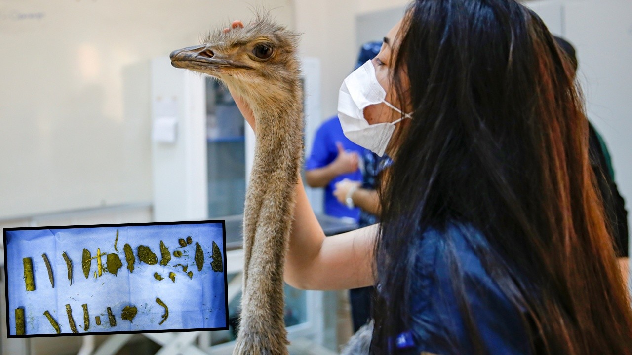 Bıçak yuttuğu şüphesiyle veterinere götürülen deve kuşunun midesinden 40 parça kesici alet çıkarıldı