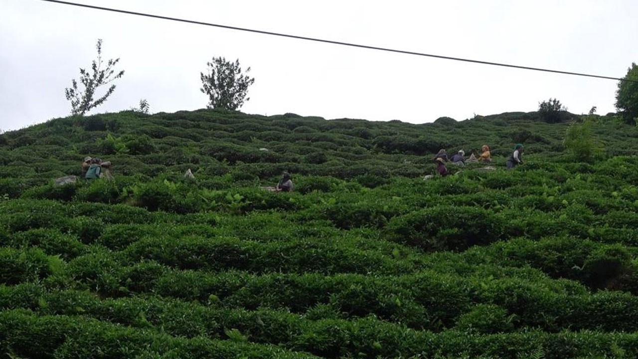 Çay üreticileri hasadı kendileri yaptı, 100 milyon dolar Türkiye’de kaldı