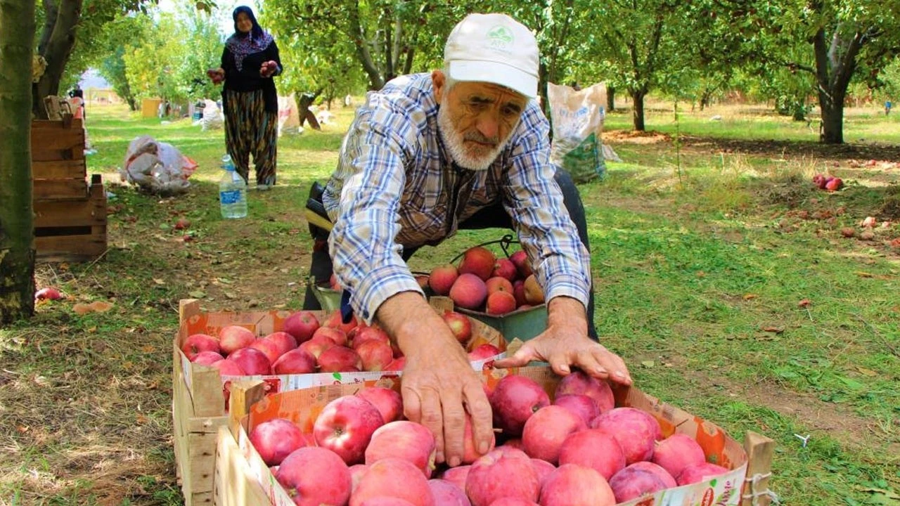 Dalında 1,5 lira olan elma manavda 6 lira