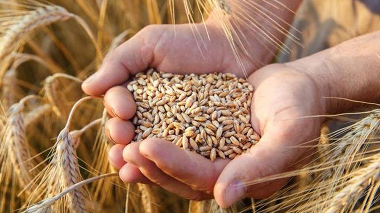 Gıdada fahiş fiyata karşı düzenleme: Buğdaya gelir koruma sigortası