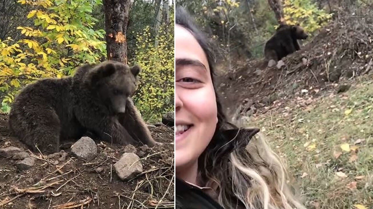 Ormanda ayı ile tehlikeli dans! Dibine kadar girip selfie çekti