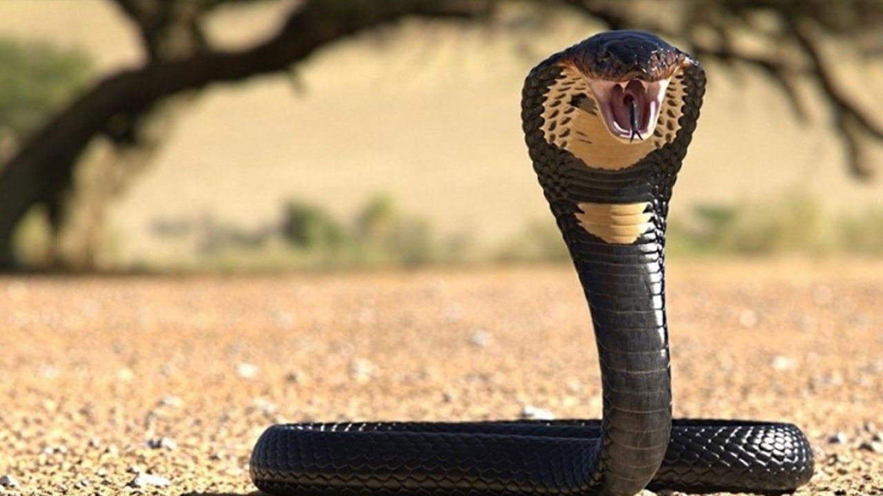 Zehirli kobra kiralayıp eşini öldürdü