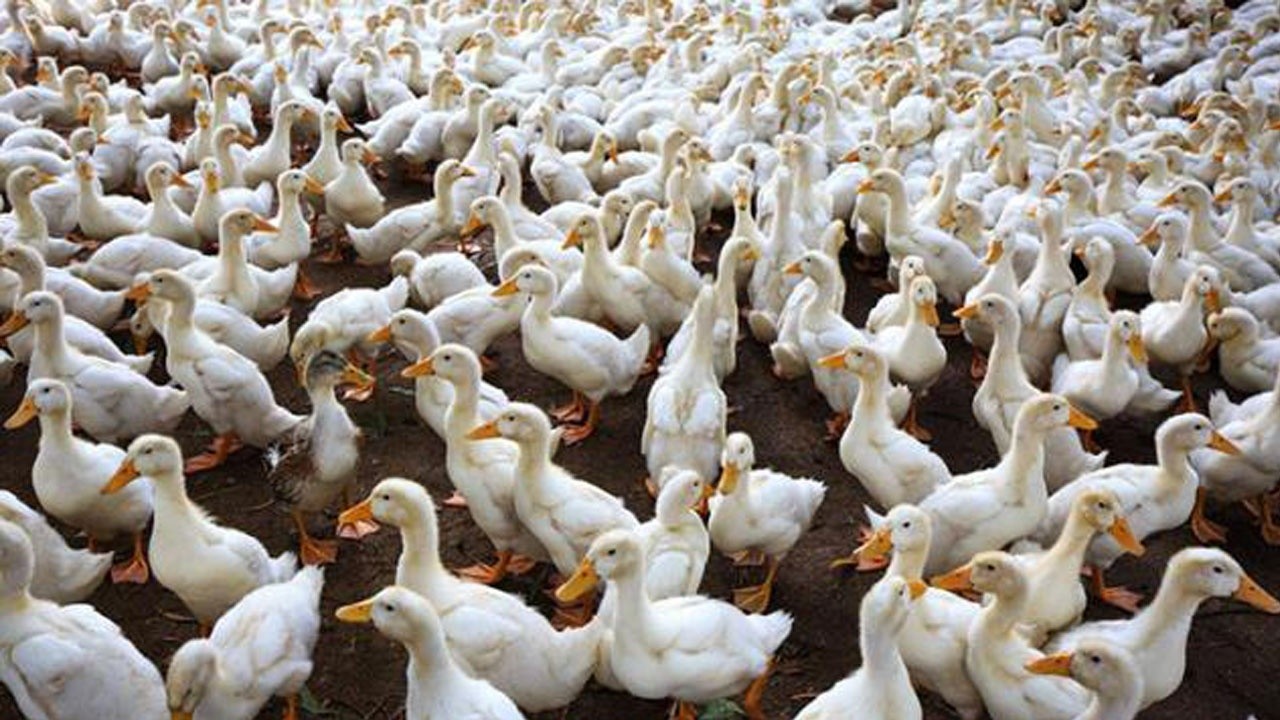 24 bin ördek itlaf edilecek! Güney Kore&#039;de de kuş gribi alarmı