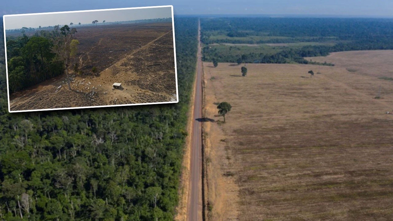 Amazonlar da alarm verdi: Ormansızlaşma son 15 yılın zirvesinde