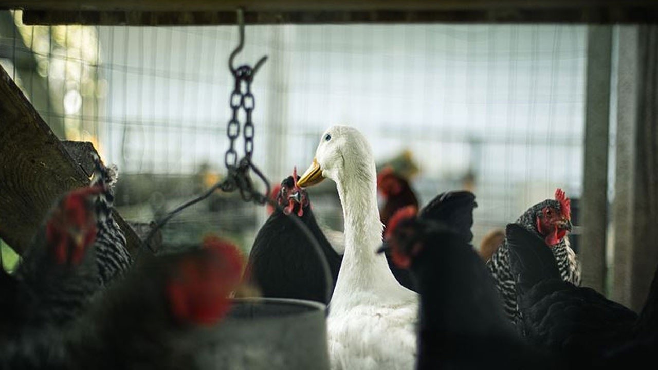 Güney Kore’de kuş gribi alarmı! 24 bin ördek itlaf edilecek