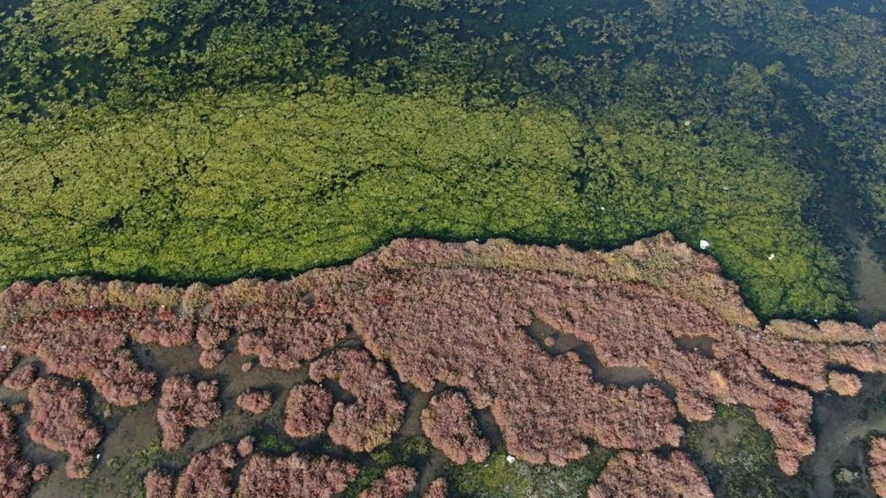 İnciraltı’nda görülen deniz marulları arttı