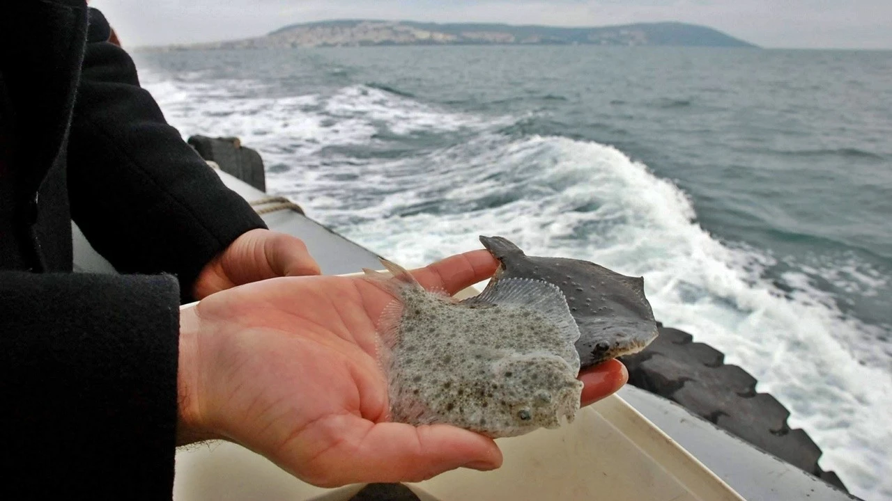 Karadeniz'de 24 yıllık hüsran: Kalkan balığında sonuç alınamadı
