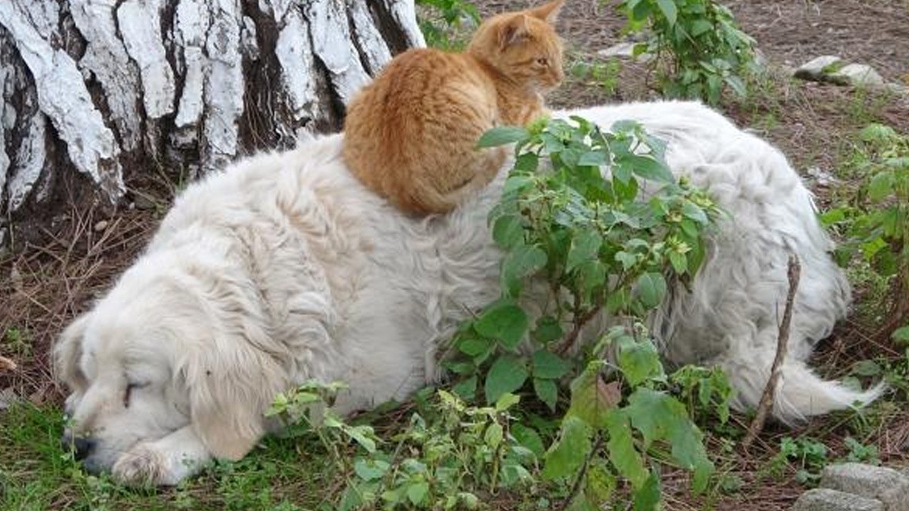 Kedi ile köpeğin dostluğu hem gülümsetti hem düşündürdü: Aradığımız dostluk ne yazık ki hayvanlarda var