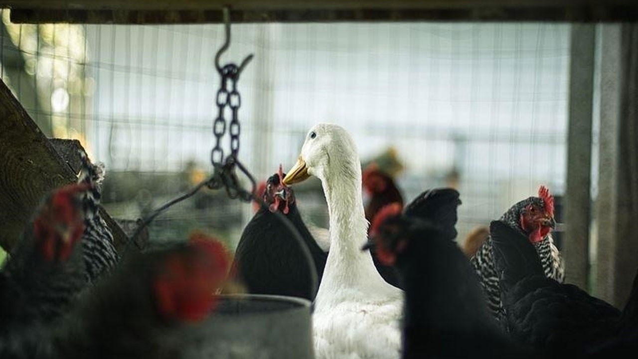 Koronadan sonra kuş gribi! Avrupa ülkelerine yayıldı