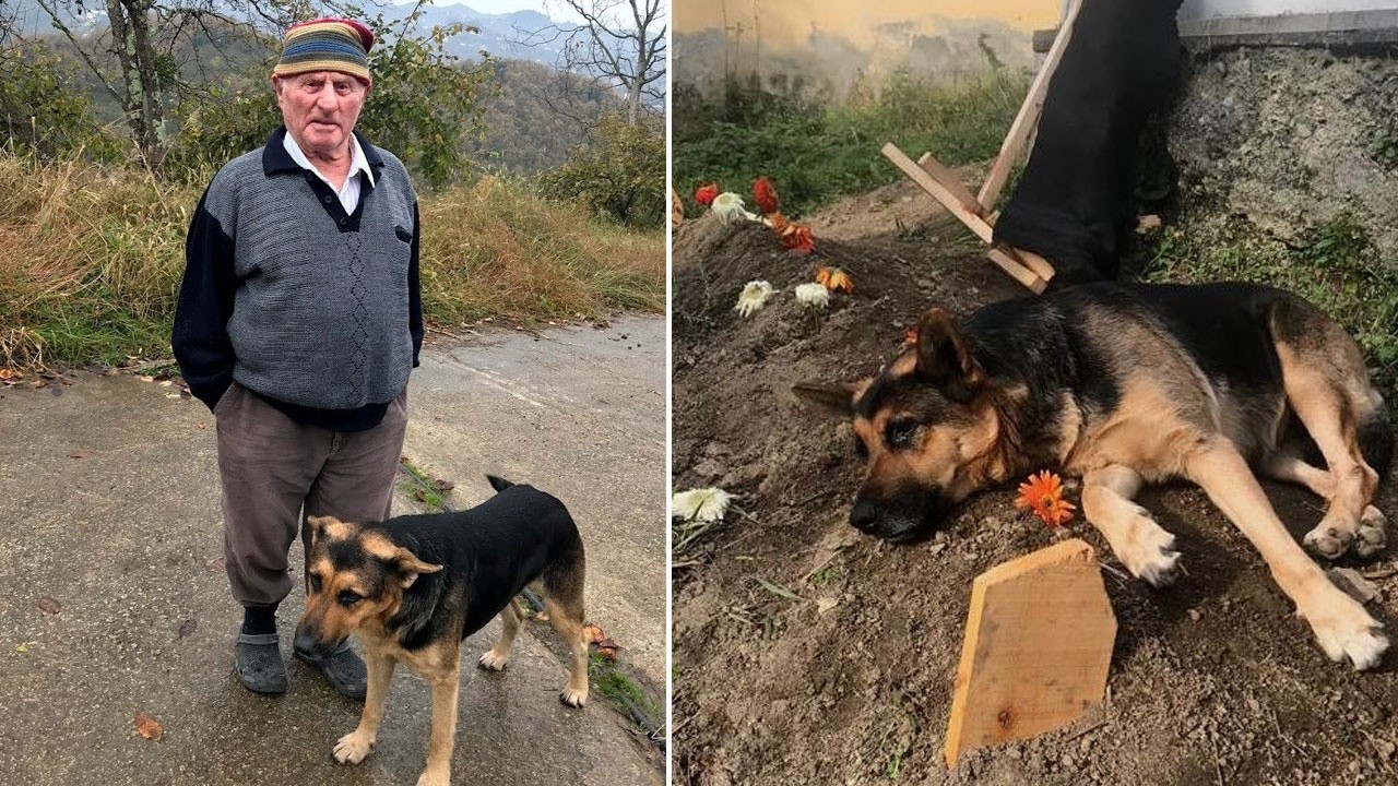 Vefalı köpek, ölen sahibinin mezarı başından ayrılmıyor