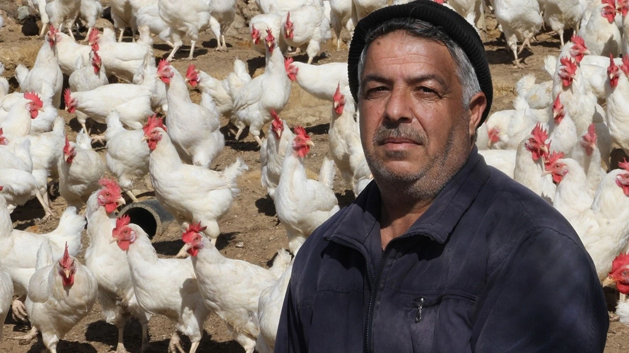 Artan yem fiyatına kızan tavuk besicisi 1500 tavuğu vatandaşa dağıtmaya başladı