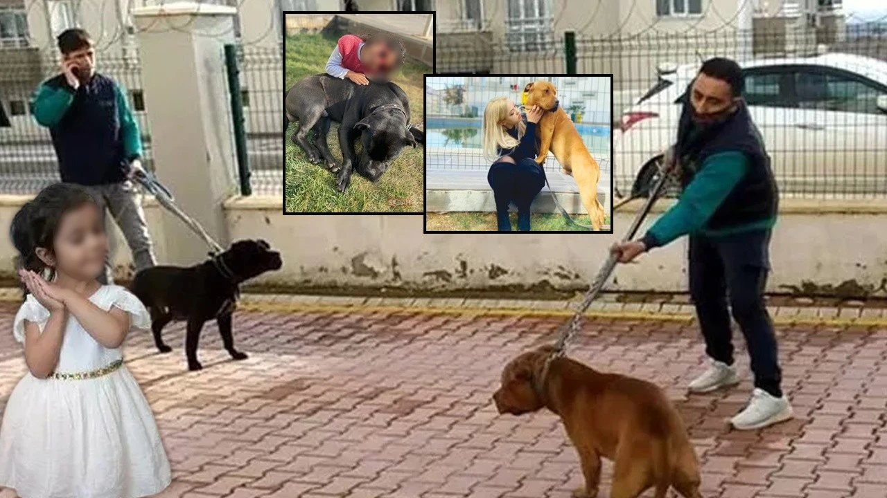 Asiye&#039;ye saldıran pitbulların sahibini fotoğraflar ele verdi! 7 gün sonra tutuklandı